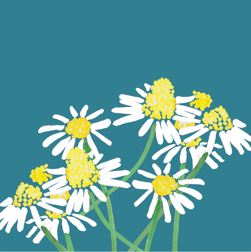 Chamomile