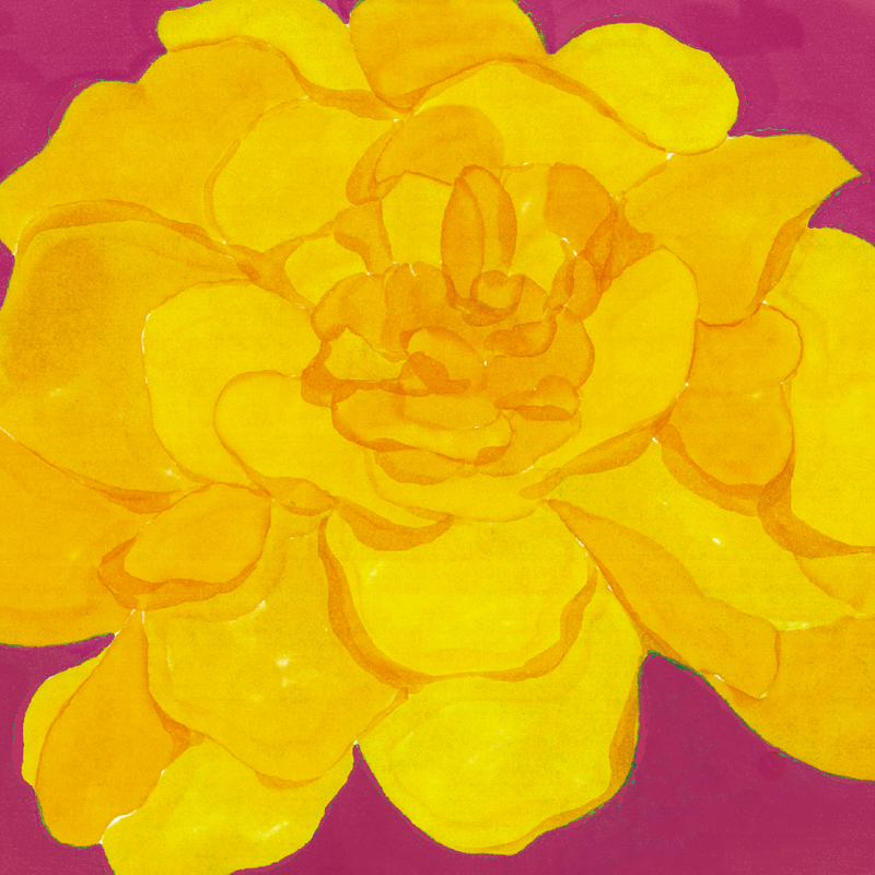 Marigold