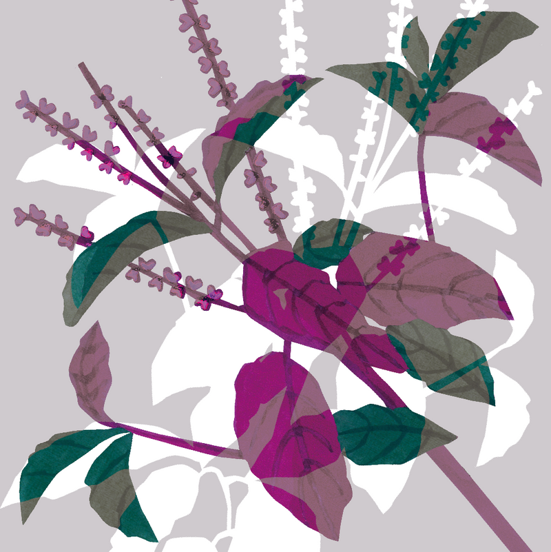 Holy Basil