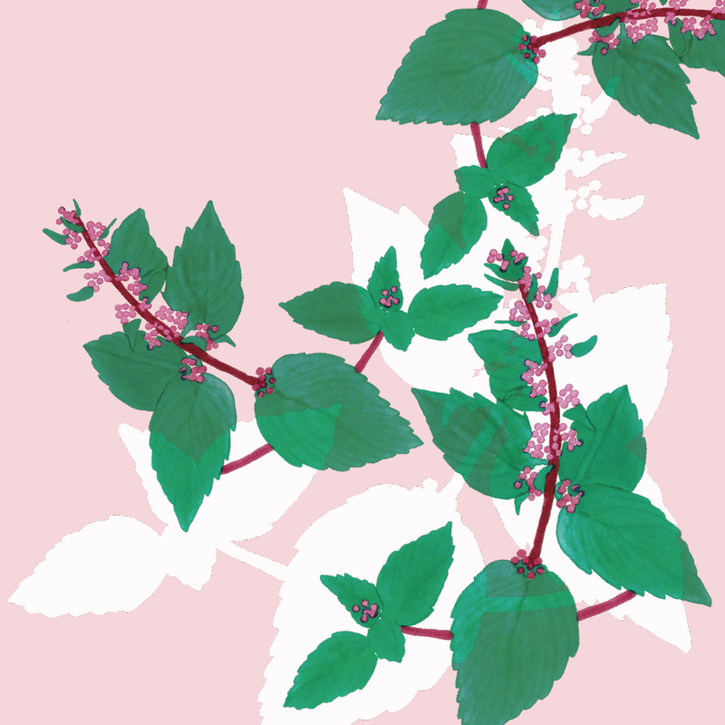 Mint